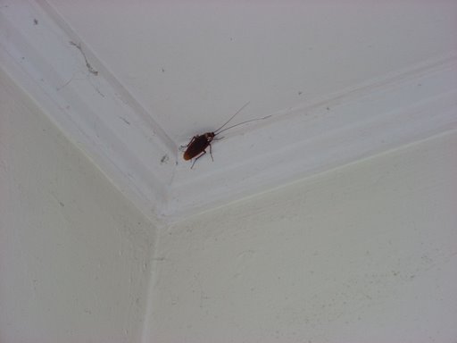 Gigantische Kakerlake
                              (Riesenkakerlake) an einer Zimmerdecke in
                              Kuala Lumpur (Malaysia)