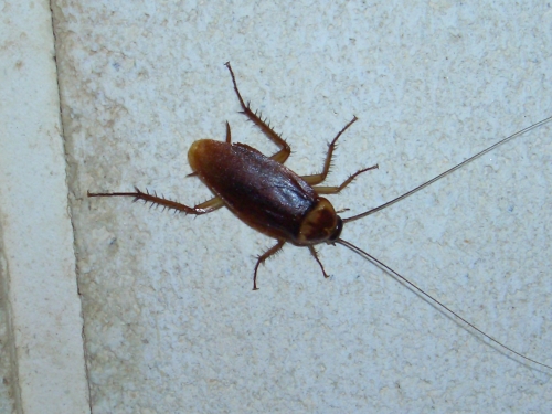 Kakerlake in Spanien