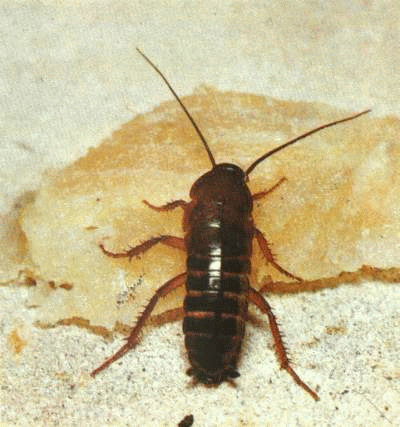 Orientalische
                              Kakerlake / Schabe