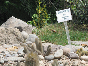 Kaktus Mila
              caespitosa