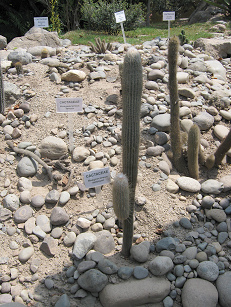 Kaktus
Haagaeocerus setosum Kaktus Haagaeocerus setosum