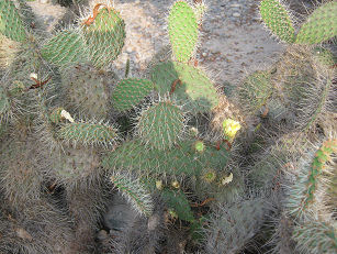 Opuntienzaun des Kakteengartens
mit gelber Blüte Opuntienzaun des Kakteengartens mit gelber
Blüte