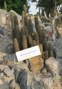 Peruanischer Melonenkaktus
(Melocactus peruvianus) Peruanischer Melonenkaktus (Melocactus
peruvianus)