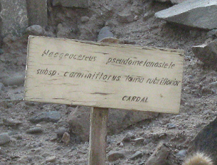 Tafel des Kaktus Haageocereus pseudomelanostele