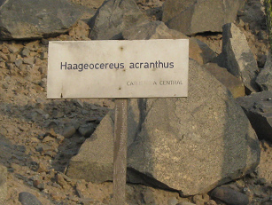 Tafel des Kaktus Haageocereus acranthus