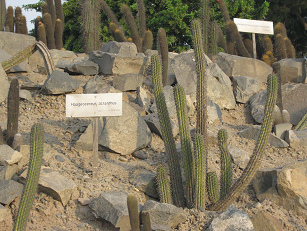 Kaktus Haageocereus acranthus Kaktus Haageocereus acranthus