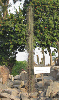 Kaktus
Armatocereus procerus Kaktus Armatocereus procerus