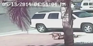 Der aggressive Scheiss-Labrador-Hund
                            schleift den 4-j�hrigen Bub am Arm