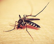 M�cke sticht
                  auf der Haut