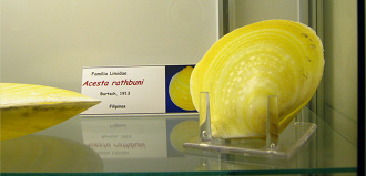 Acesta rathbuni, Tafel