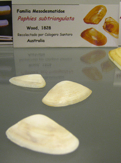 Paphies subtriangulata