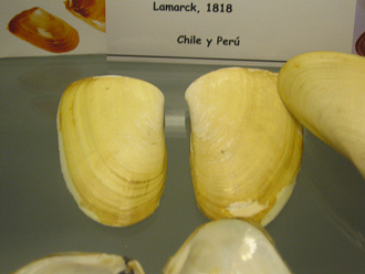 Mesodesma donacium, Nahaufnahme