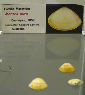 Mactra
                          pura