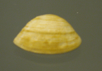 Mactra pura, Nahaufnahme