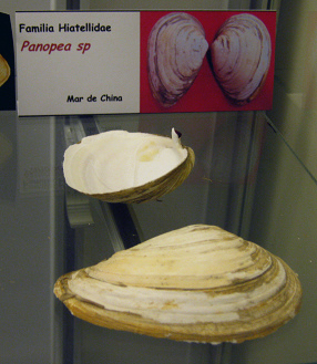 Panopea sp Panopea sp