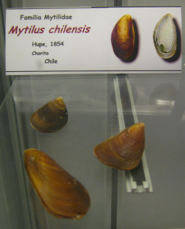 Mytilus
chilensis Mytilus chilensis
