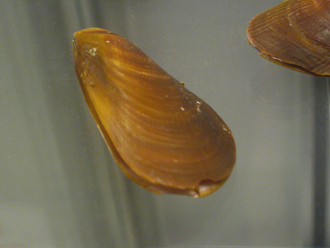 Mytilus chilensis, Nahaufnahme Mytilus chilensis, Nahaufnahme