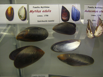 Mytilus edulis Mytilus edulis