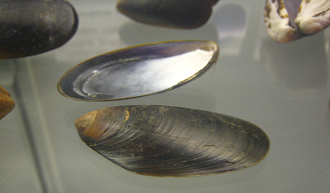 Mytilus edulis, Nahaufnahme Mytilus edulis, Nahaufnahme