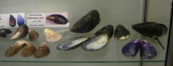 Aulacomya ater, vista total Aulacomya ater, vista total