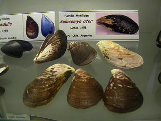 Aulacomya ater Aulacomya ater