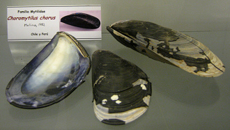 Choromytilus
chorus Choromytilus chorus