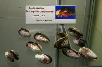 Perumytilus purpuratus Perumytilus purpuratus