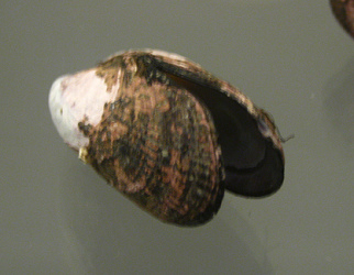 Perumytilus purpuratus, Nahaufnahme Perumytilus purpuratus, Nahaufnahme