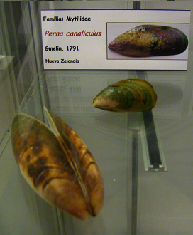Perna
canaliculus Perna canaliculus