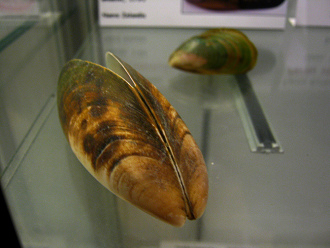 Perna canaliculus, Nahaufnahme Perna canaliculus, Nahaufnahme