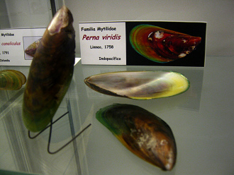 Perna viridis Perna
viridis