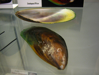 Perna
viridis, Nahaufnahme Perna viridis, Nahaufnahme