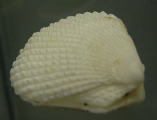 Lima lima,
Nahaufnahme Lima
lima, Nahaufnahme