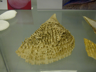 Atrina sp,
Nahaufnahme Atrina sp, Nahaufnahme