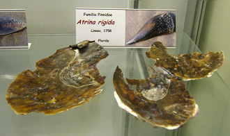 Atrina rigida Atrina rigida