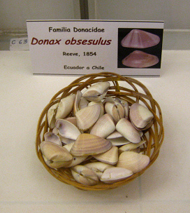 Donax obsesulus, Tafel