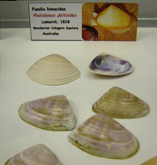 Plebidonax deltoides