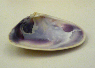 Plebidonax deltoides, Nahaufnahme
                                  02 interior