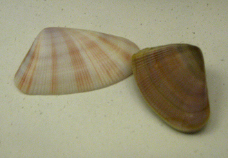 Donax variabilis, Nahaufnahme