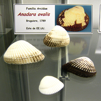 Anadara
                          ovalis