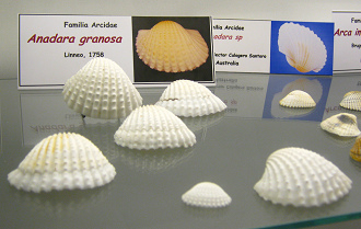 Anadara
                          granosa