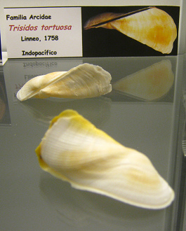 Trisidos tortuosa