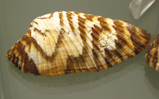 Arca
                          zebra, primer plano