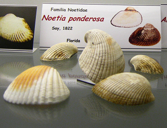 Noetia
                          ponderosa
