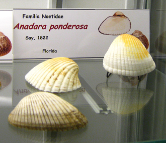 Anadara ponderosa
