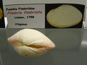 Fimbria fimbriata, placa