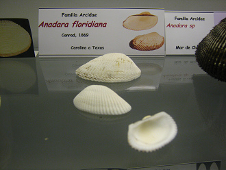 Anadara floridiana