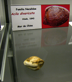 Acila
                          divaricata