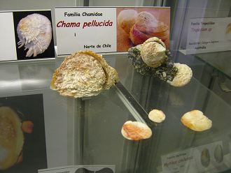 Chama
                          pellucida