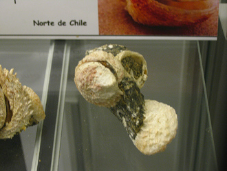 Chama pellucida, primer plano